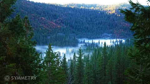 Stanislaus Forest
